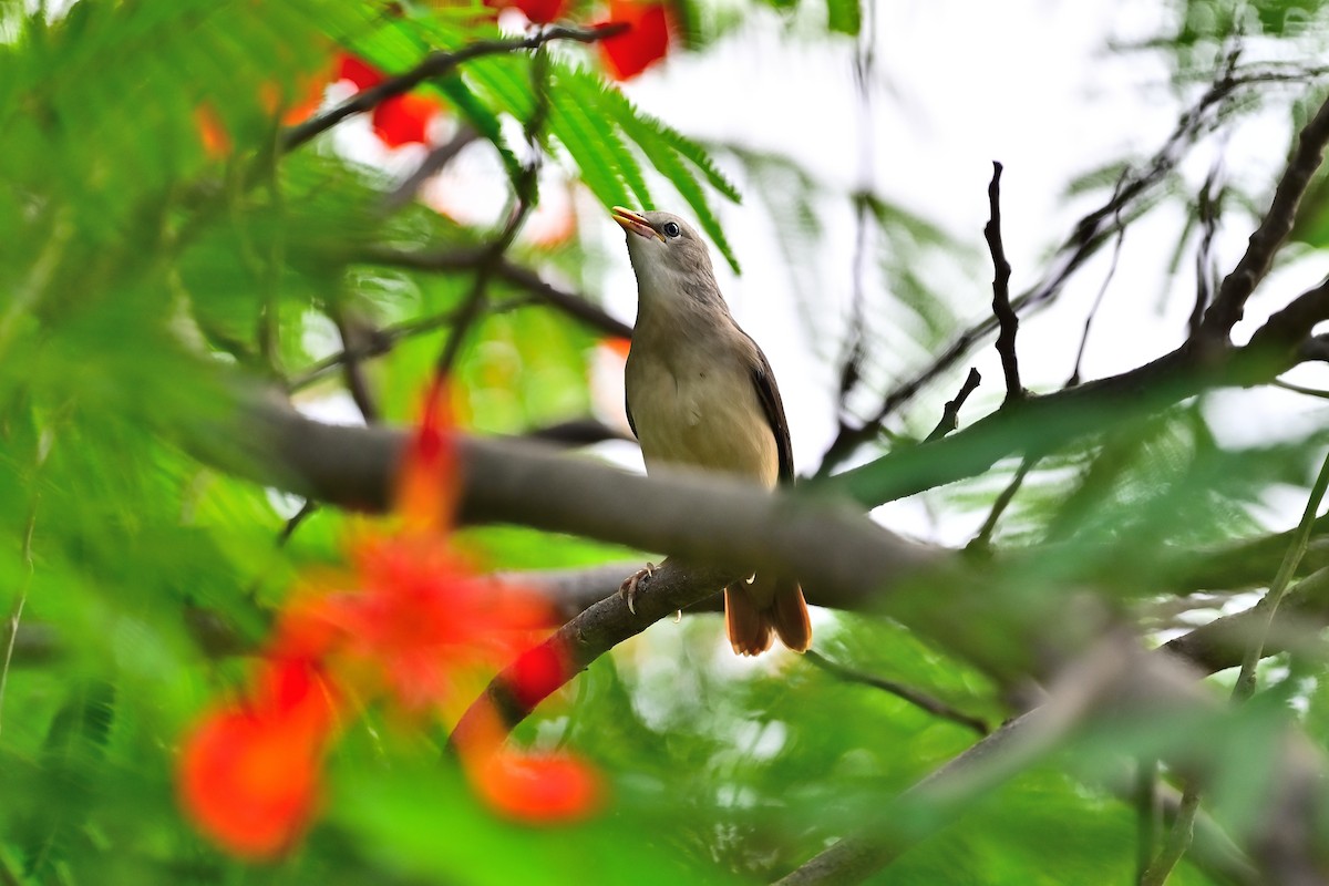Chestnut-tailed Starling - ML462310421