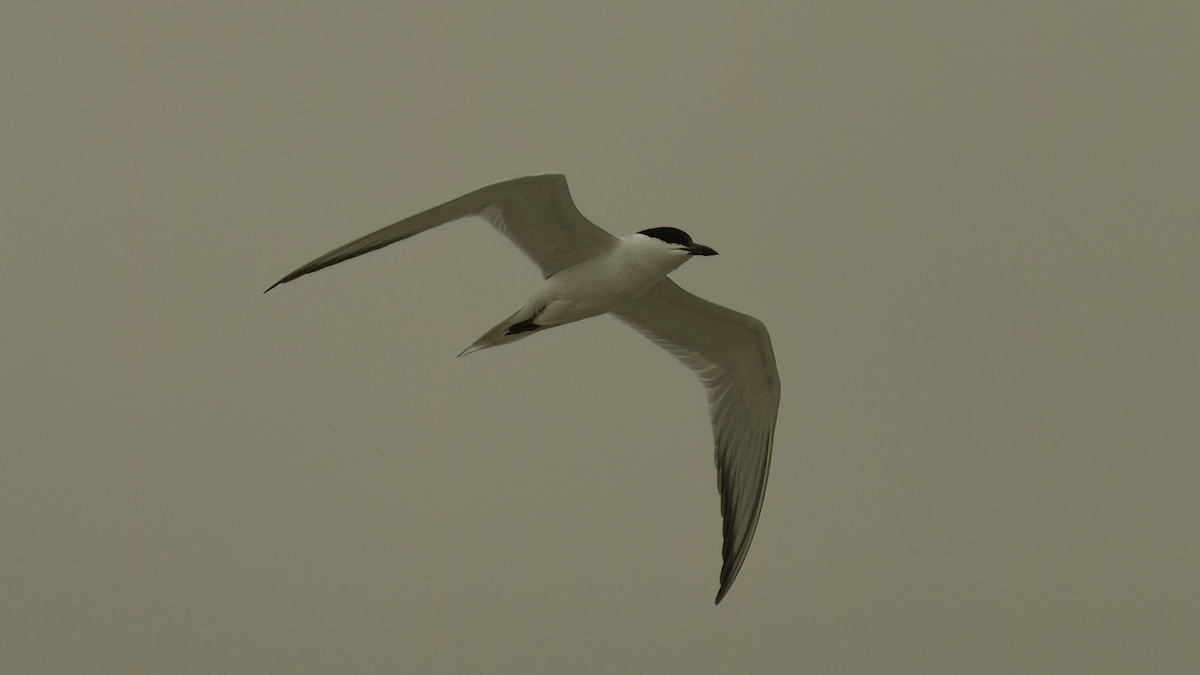 Gull-billed Tern - ML462310431