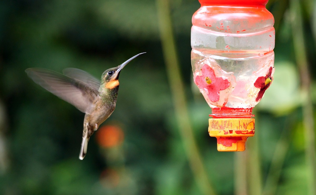 kolibřík světloocasý - ML462310961
