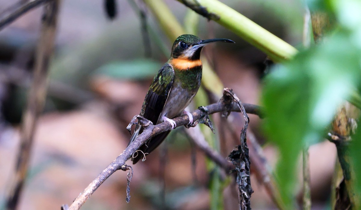 Pale-tailed Barbthroat - ML462310981