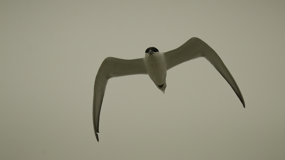 Gull-billed Tern - ML462311161