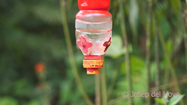 kolibřík světloocasý - ML462312101