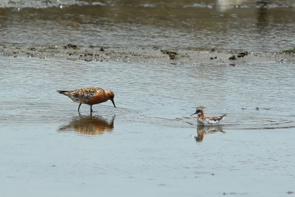 Red Knot - ML462321741