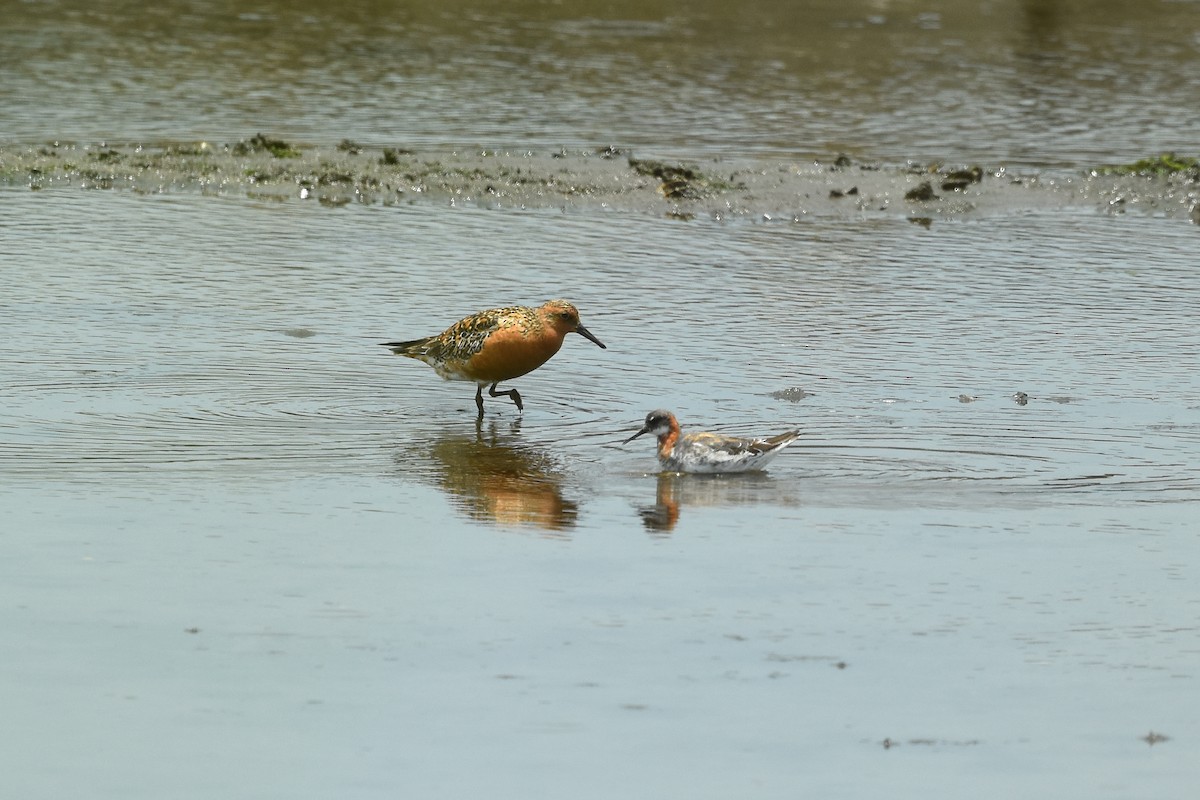 Red Knot - ML462321761
