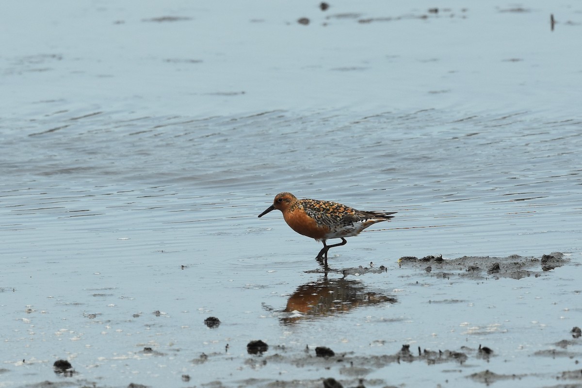 Red Knot - ML462321781
