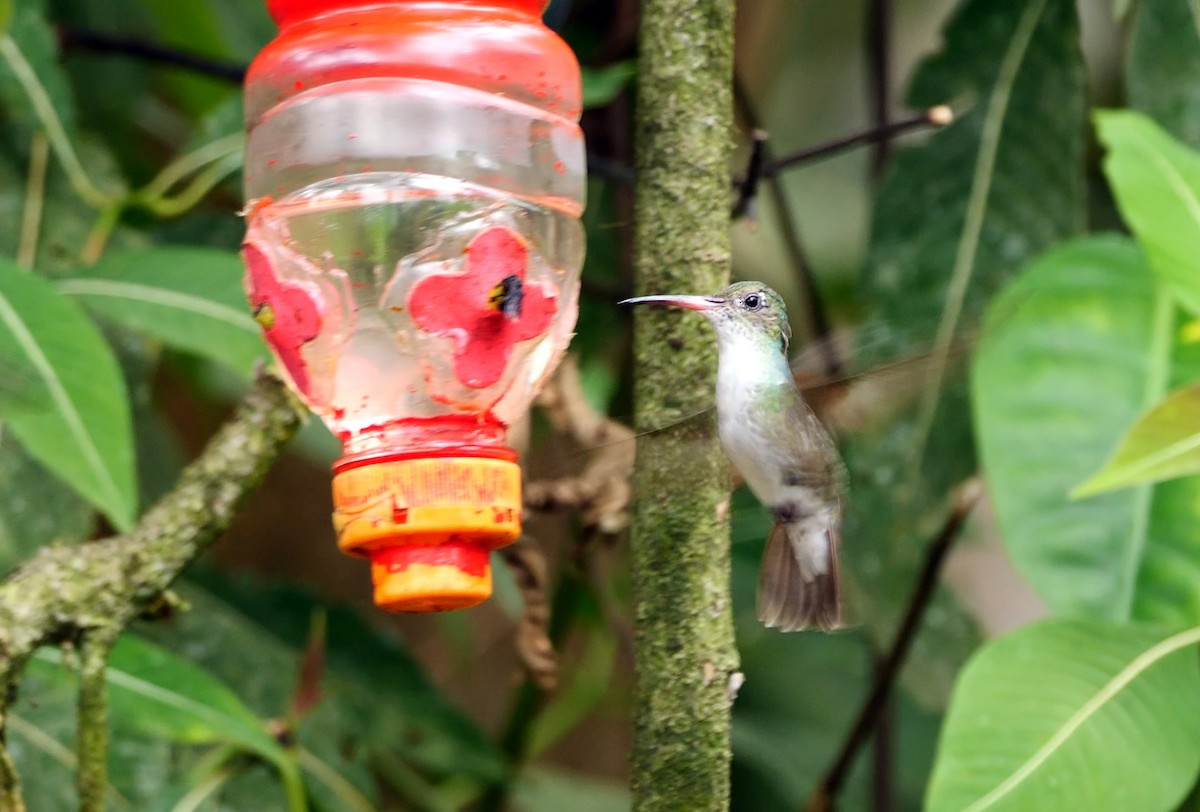 White-bellied Hummingbird (chionogaster) - ML462322401