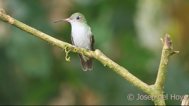 kolibřík bělobřichý (ssp. chionogaster) - ML462322471