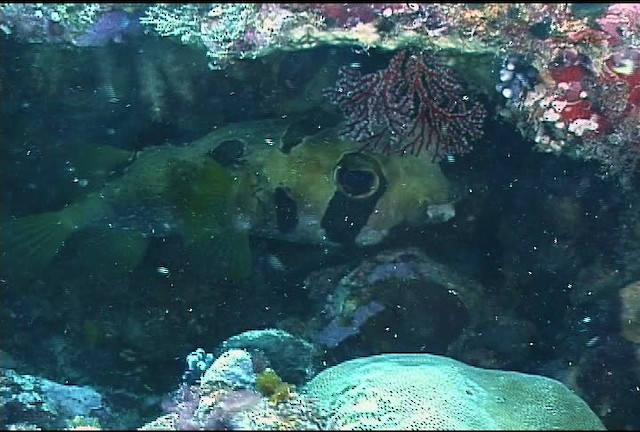 Black blotched porcupinefish - ML462323