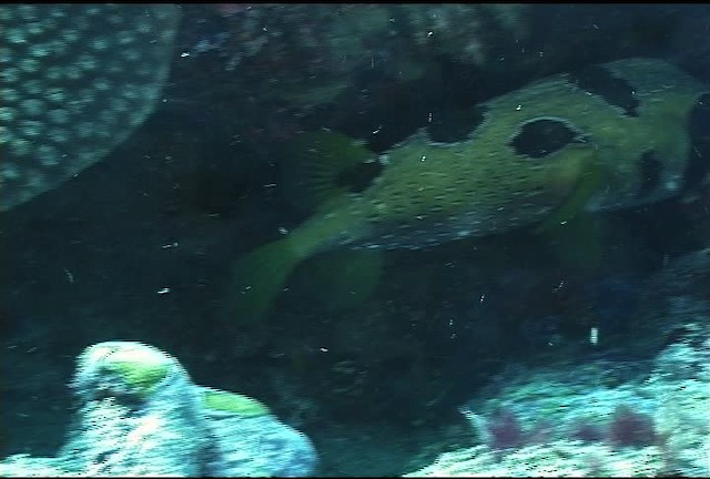 Black blotched porcupinefish - ML462325