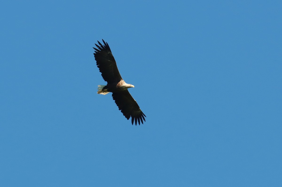 White-tailed Eagle - ML462325751