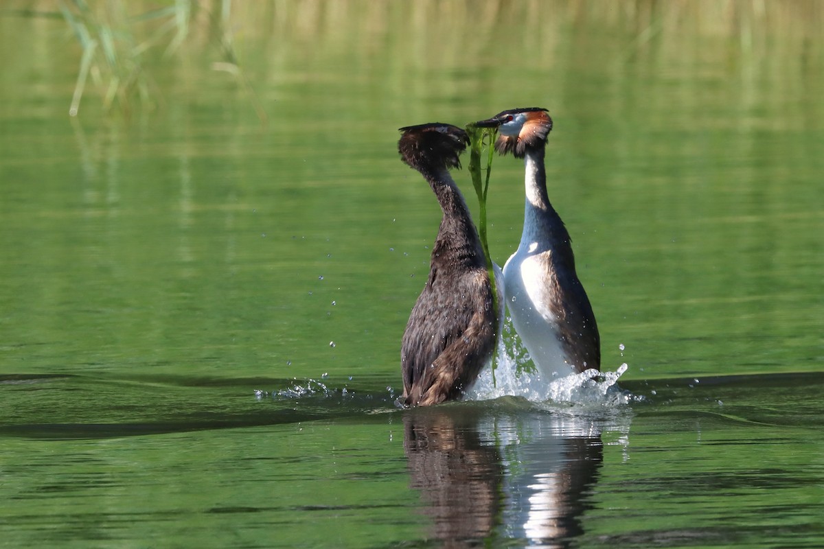 Great Crested Grebe - ML462325921