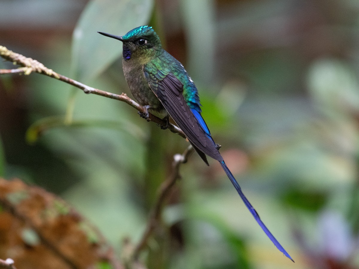 Violet-tailed Sylph - T I