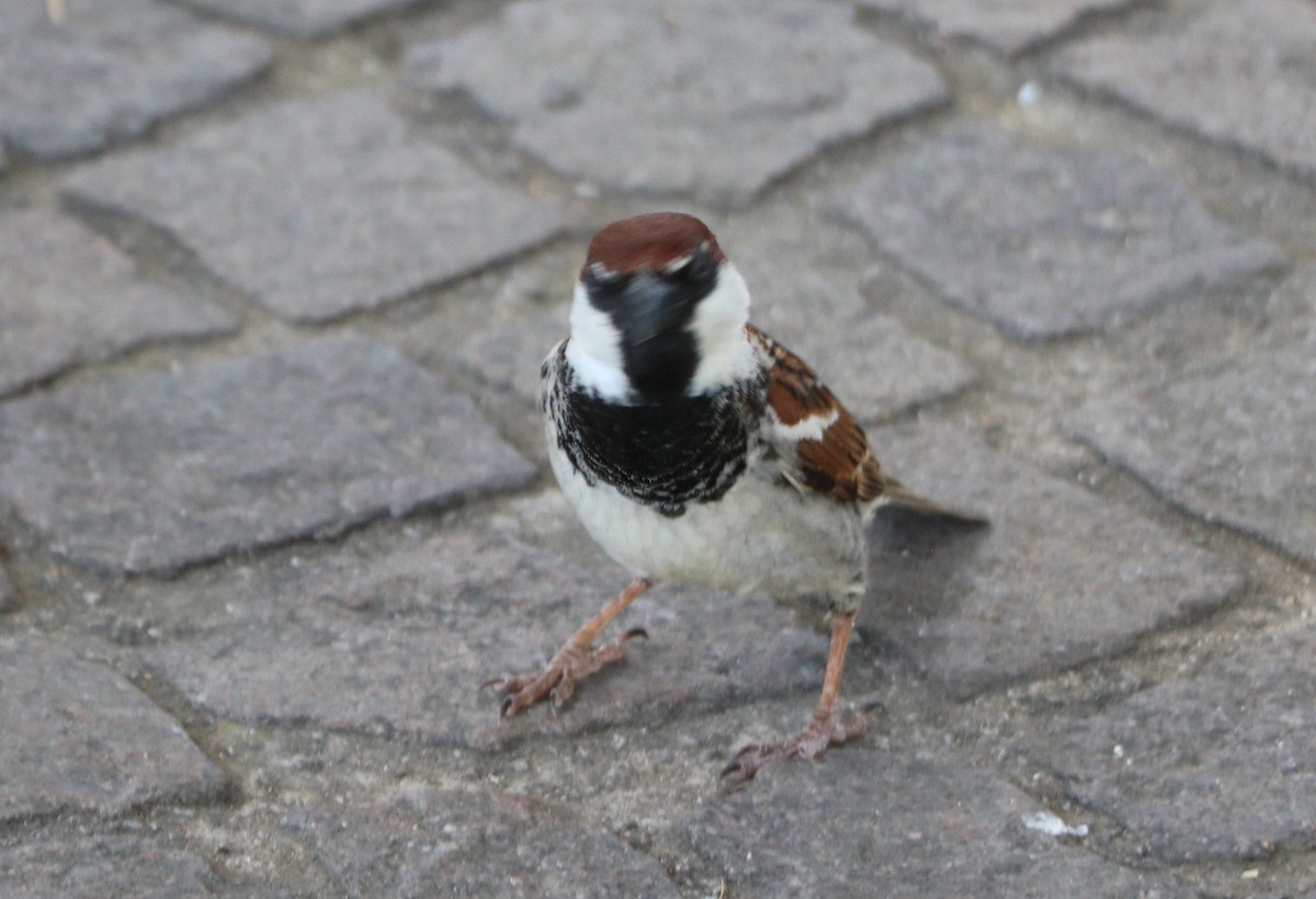 Italian Sparrow - ML462335411