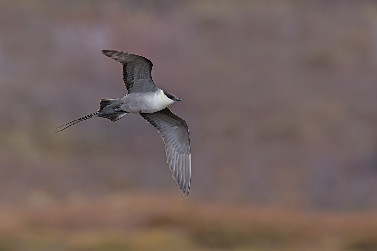 Long-tailed Jaeger - ML462346311