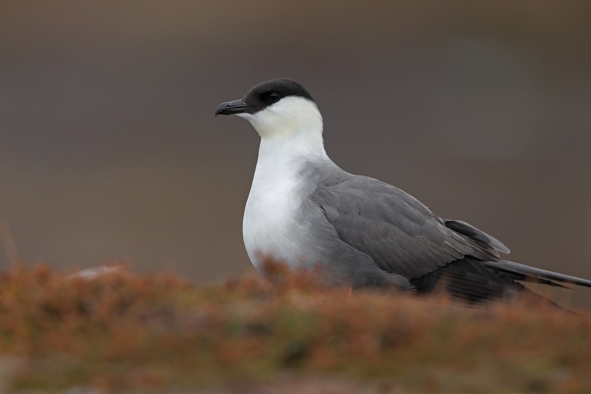 Long-tailed Jaeger - ML462346321