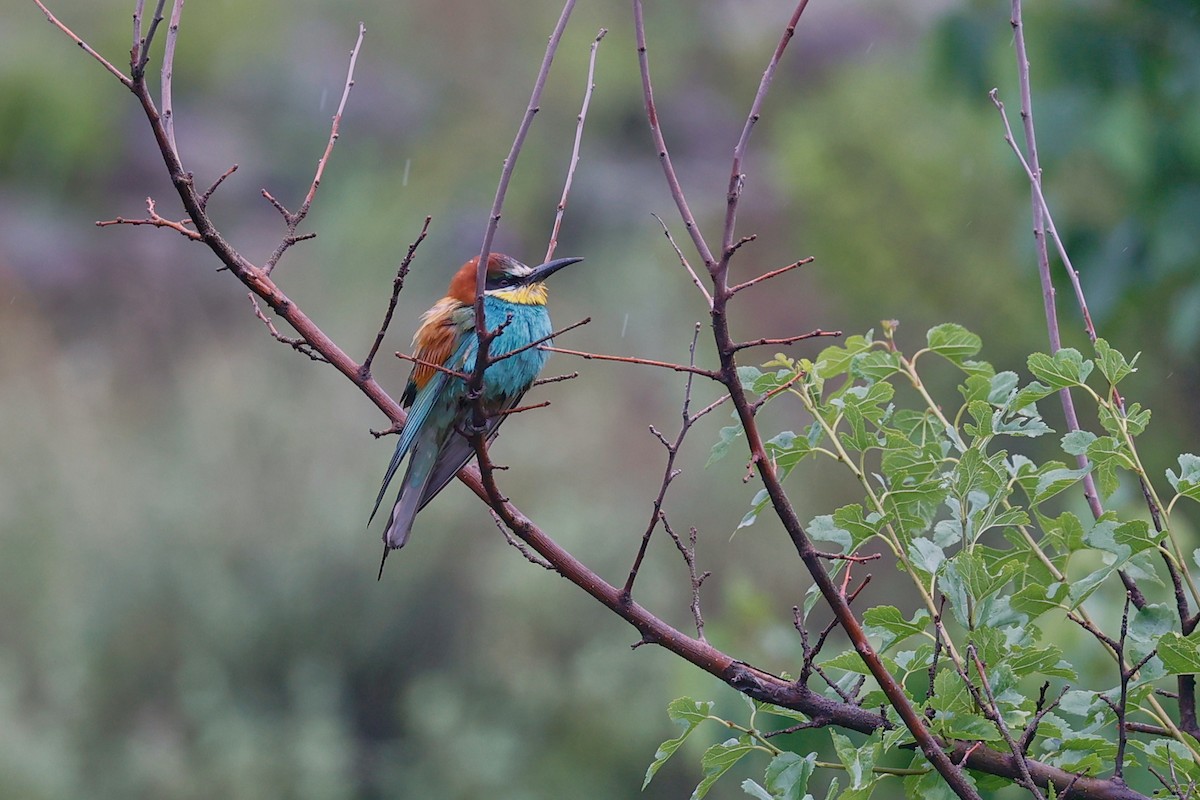 European Bee-eater - Saurabh Sawant