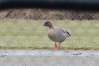 Pink-footed Goose, ML46235411