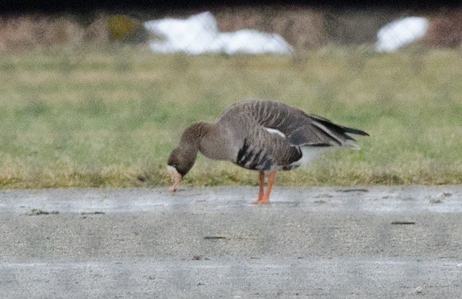 Greater White-fronted Goose - ML46235421