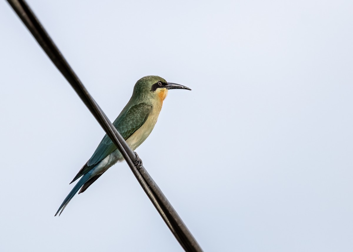 Blue-tailed Bee-eater - ML462354451