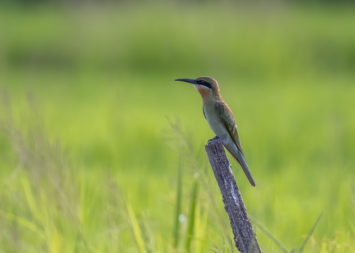 Blue-tailed Bee-eater - ML462354471