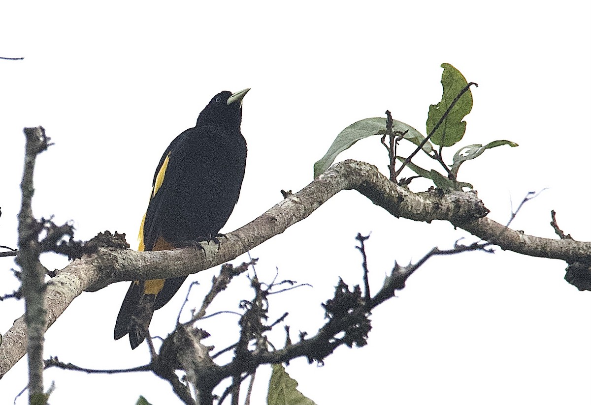 Yellow-rumped Cacique - ML462356171