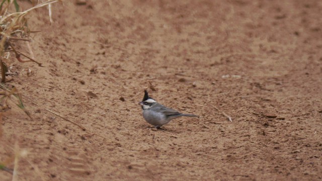 Black-crested Finch - ML462357531