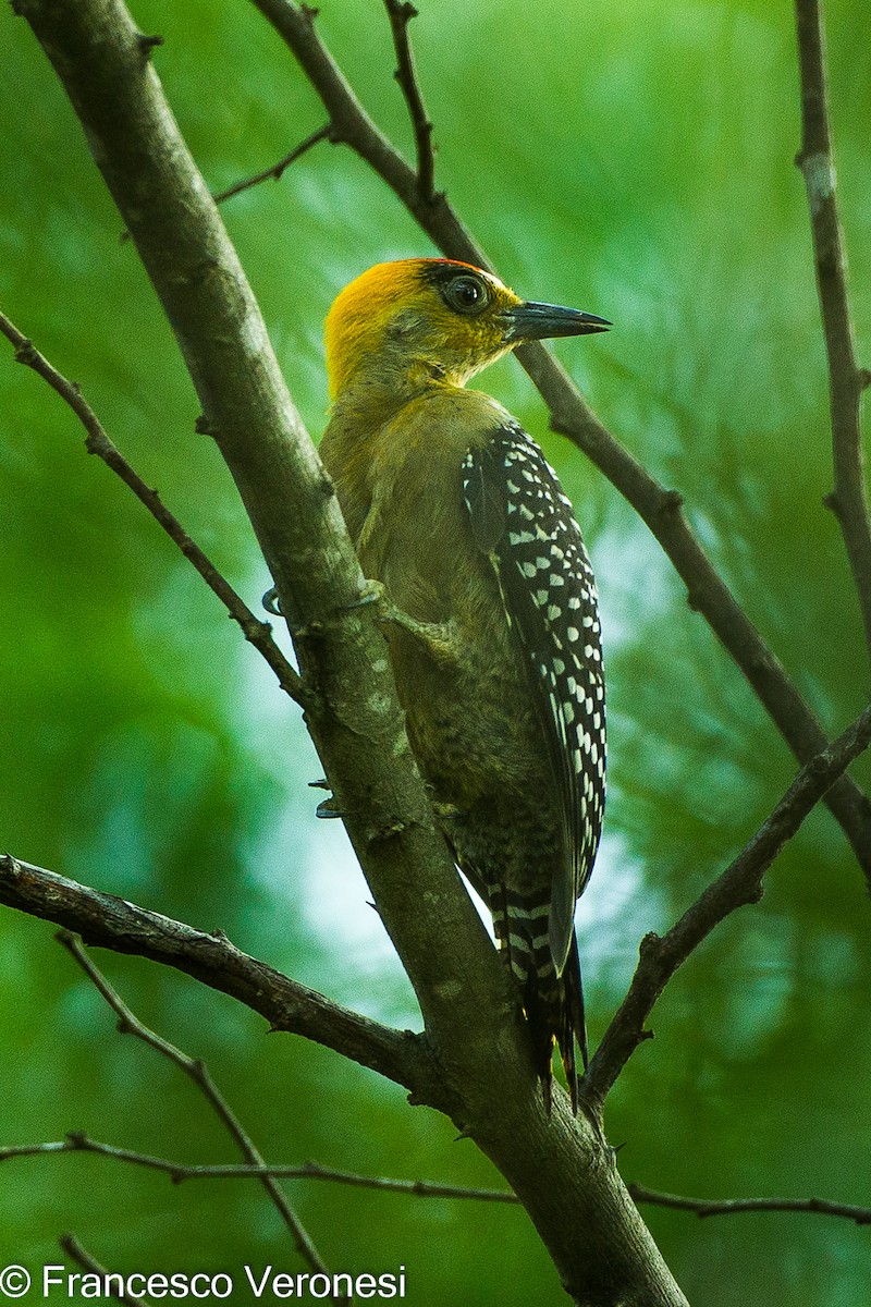 Golden-cheeked Woodpecker - Francesco Veronesi
