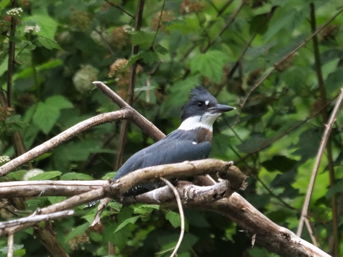 Belted Kingfisher - ML462359891