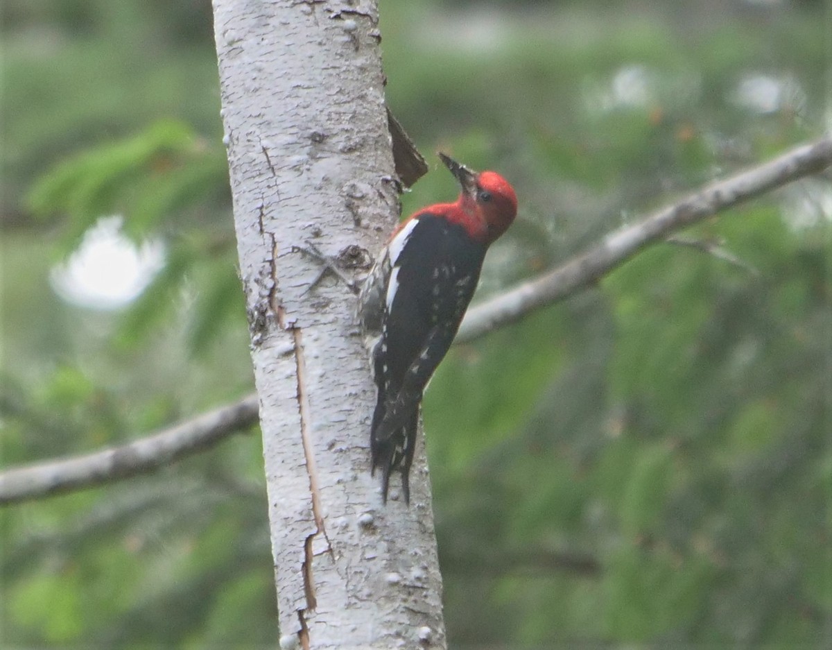 Red-breasted Sapsucker - ML462360031