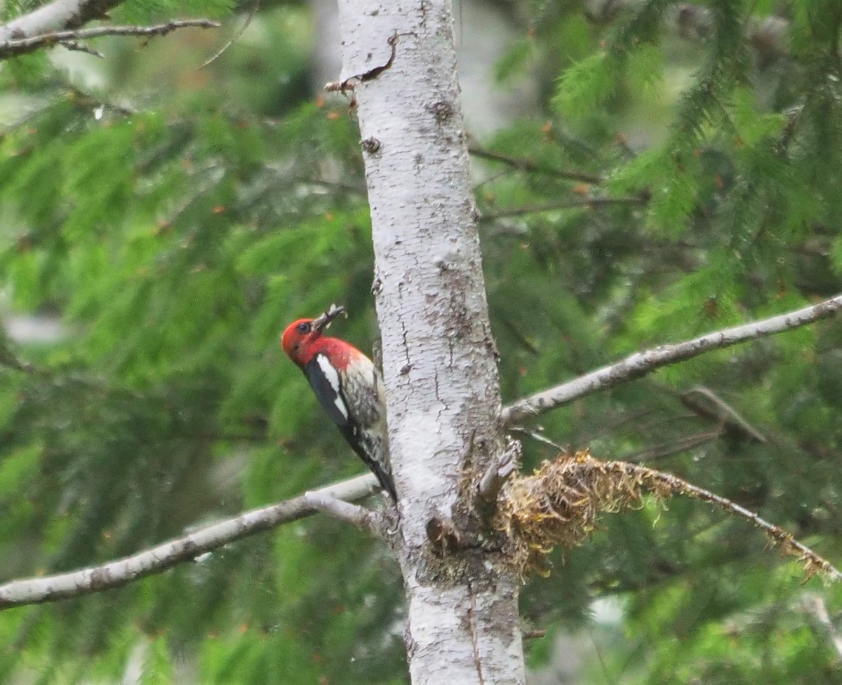 Red-breasted Sapsucker - ML462360041