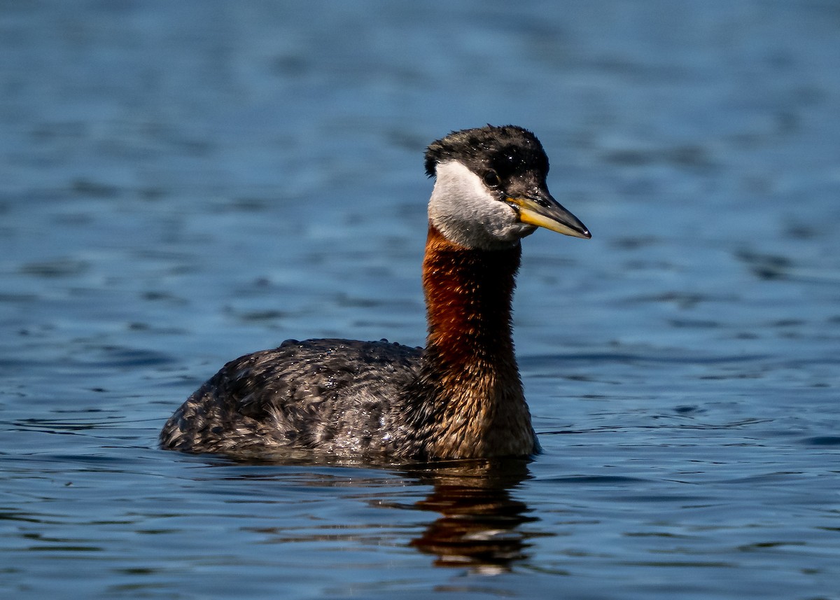 Red-necked Grebe - ML462364051