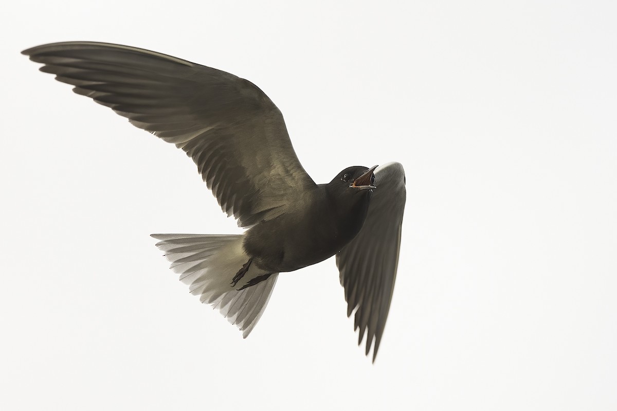 Black Tern - Cam Nikkel