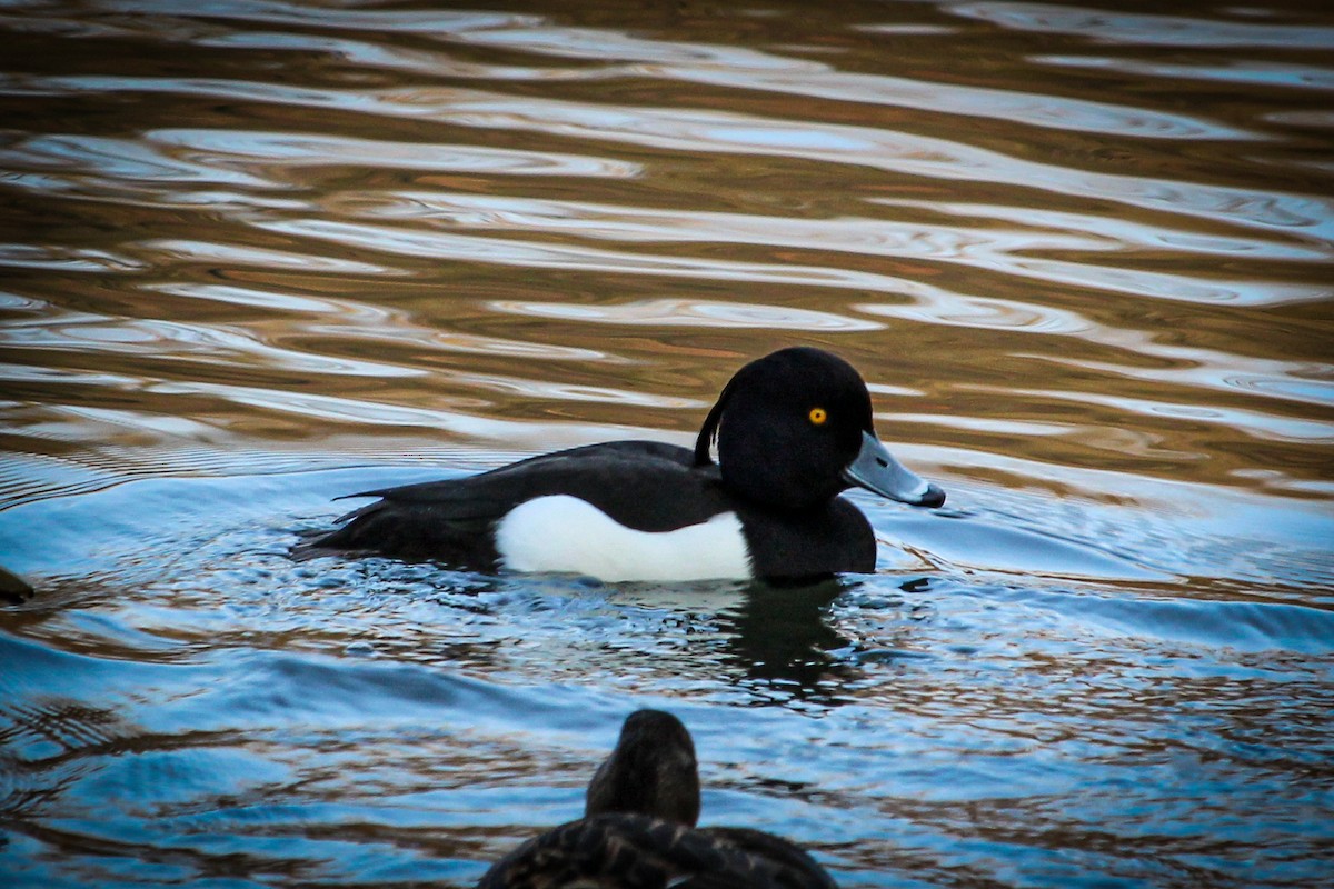 Tufted Duck - ML462365801