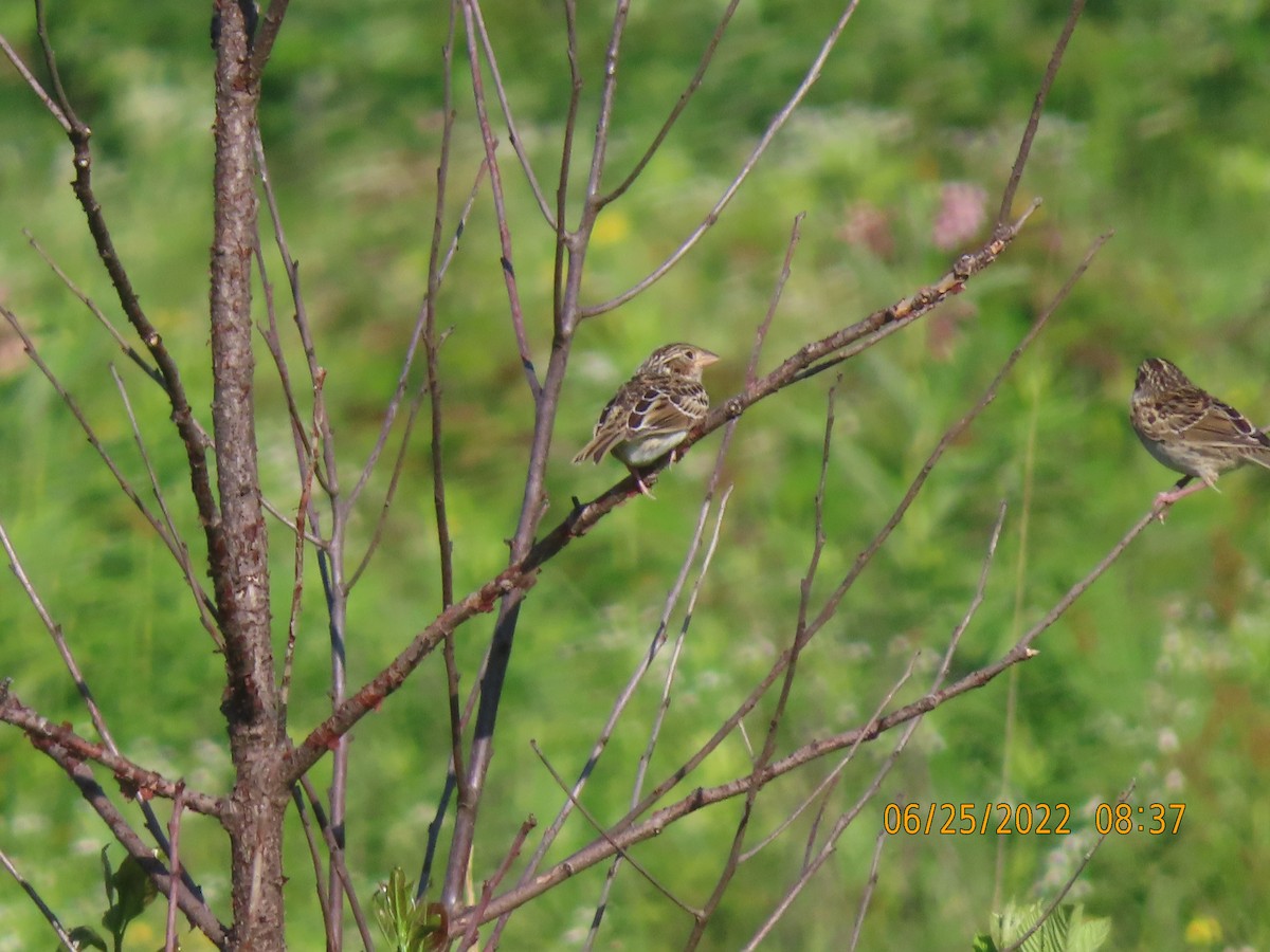 Grasshopper Sparrow - ML462366111
