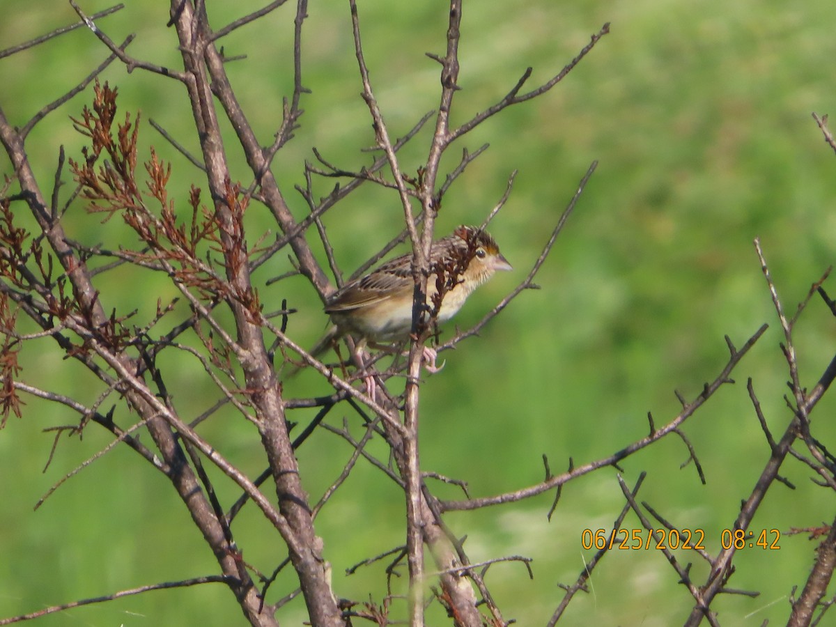 Grasshopper Sparrow - ML462366261