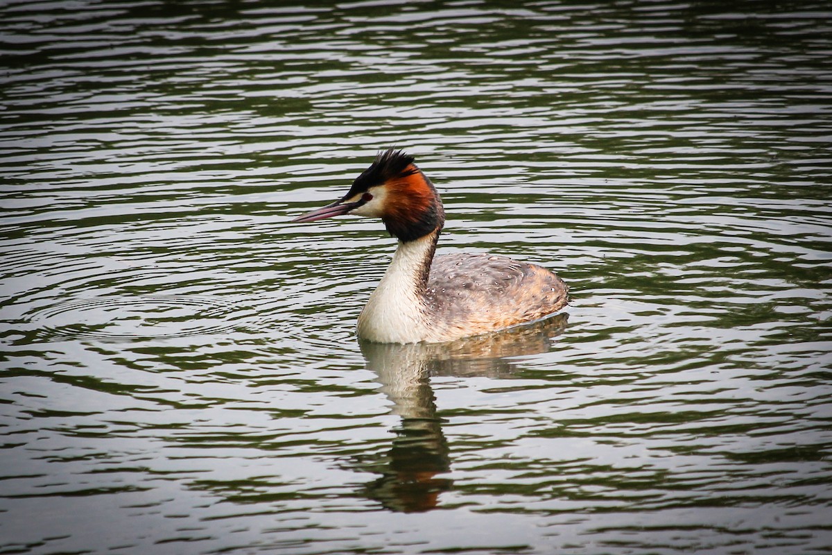Great Crested Grebe - ML462368351