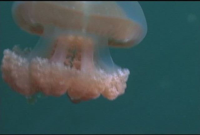 Golden Jellyfish - ML462373