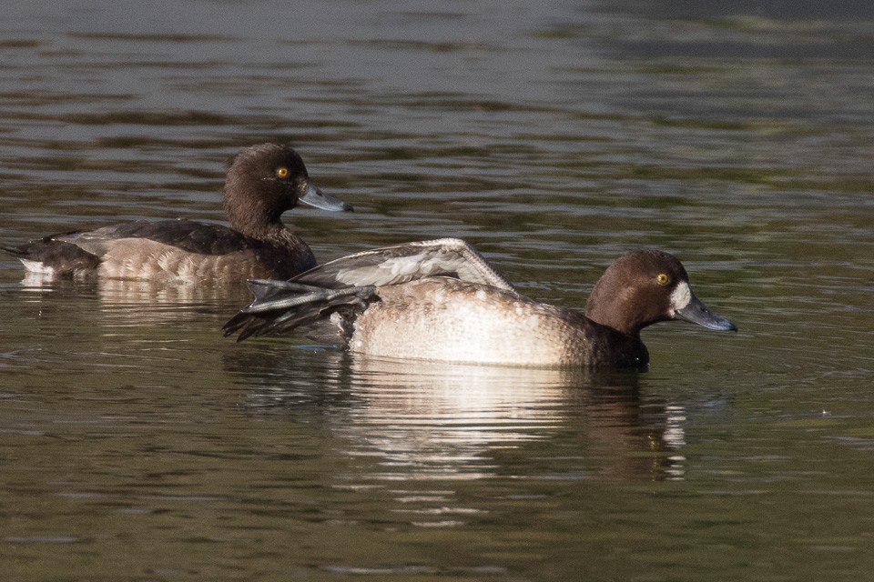 Greater Scaup - Luis Rodrigues