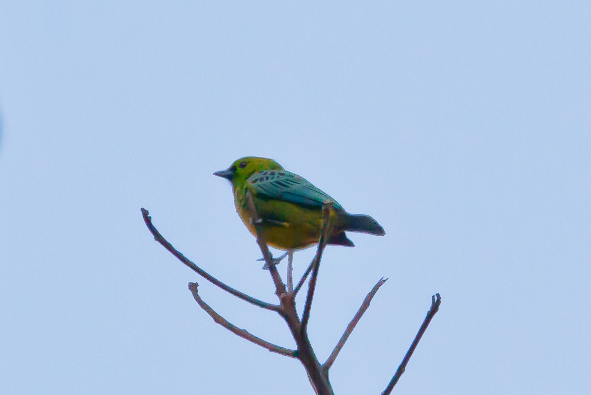 Dotted Tanager - ML462376711