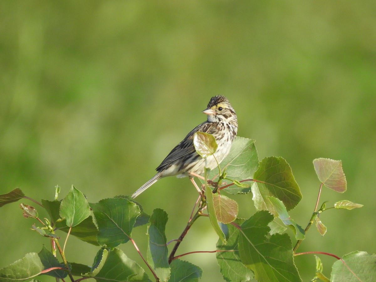 Savannah Sparrow - ML462377591