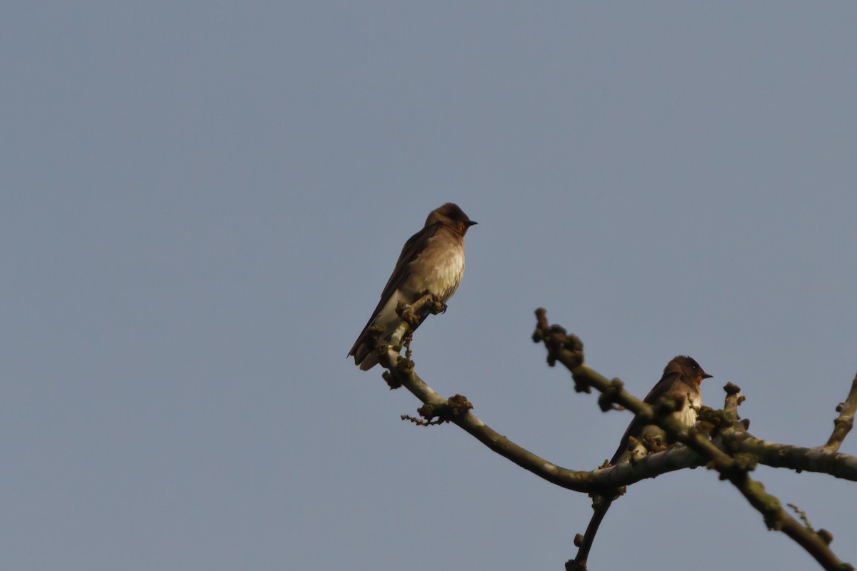 Southern Rough-winged Swallow - ML462378081