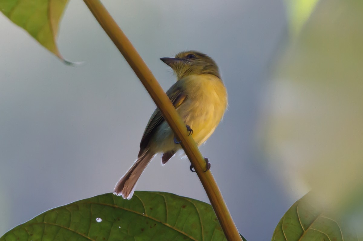 Olive-faced Flatbill - ML462378301