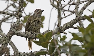  - Knysna Woodpecker