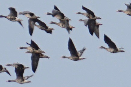Greater White-fronted Goose - Douglas "BB" Watson