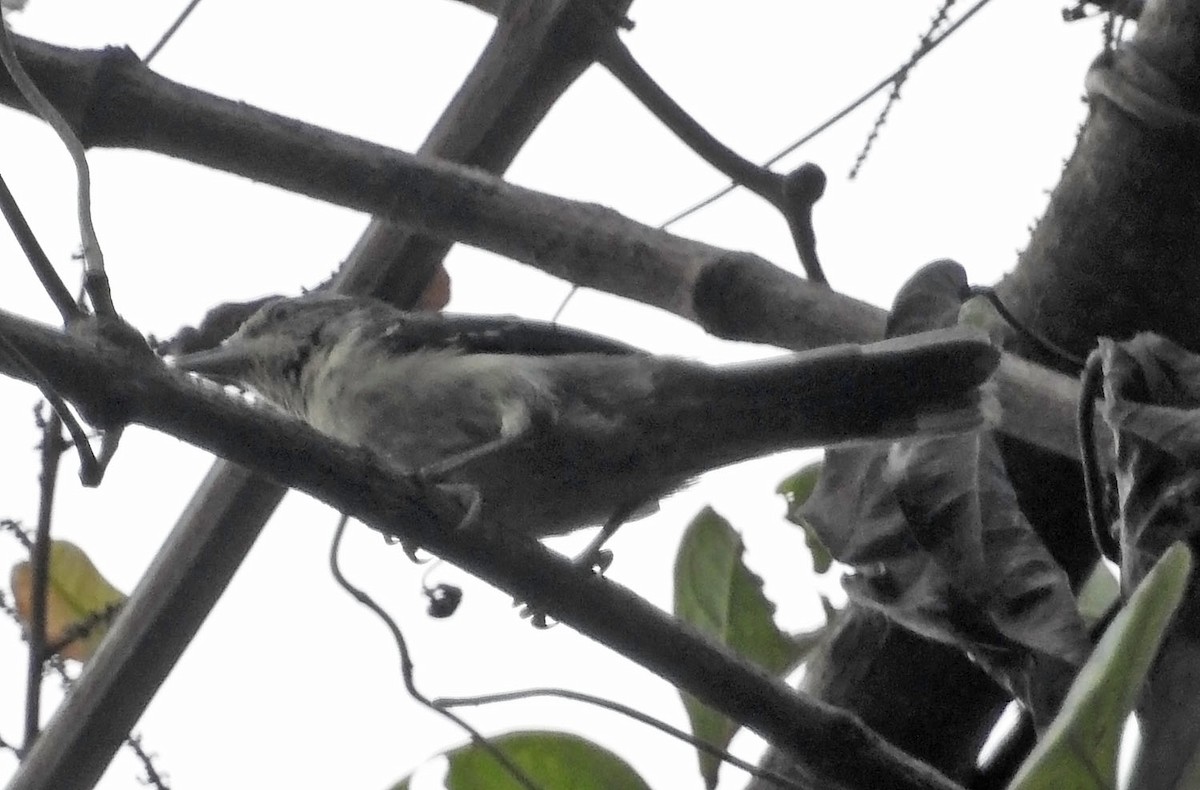 Double-banded Graytail - ML462386311