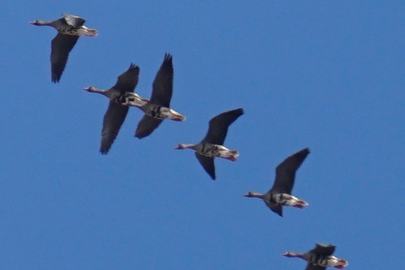 Greater White-fronted Goose - ML46238641
