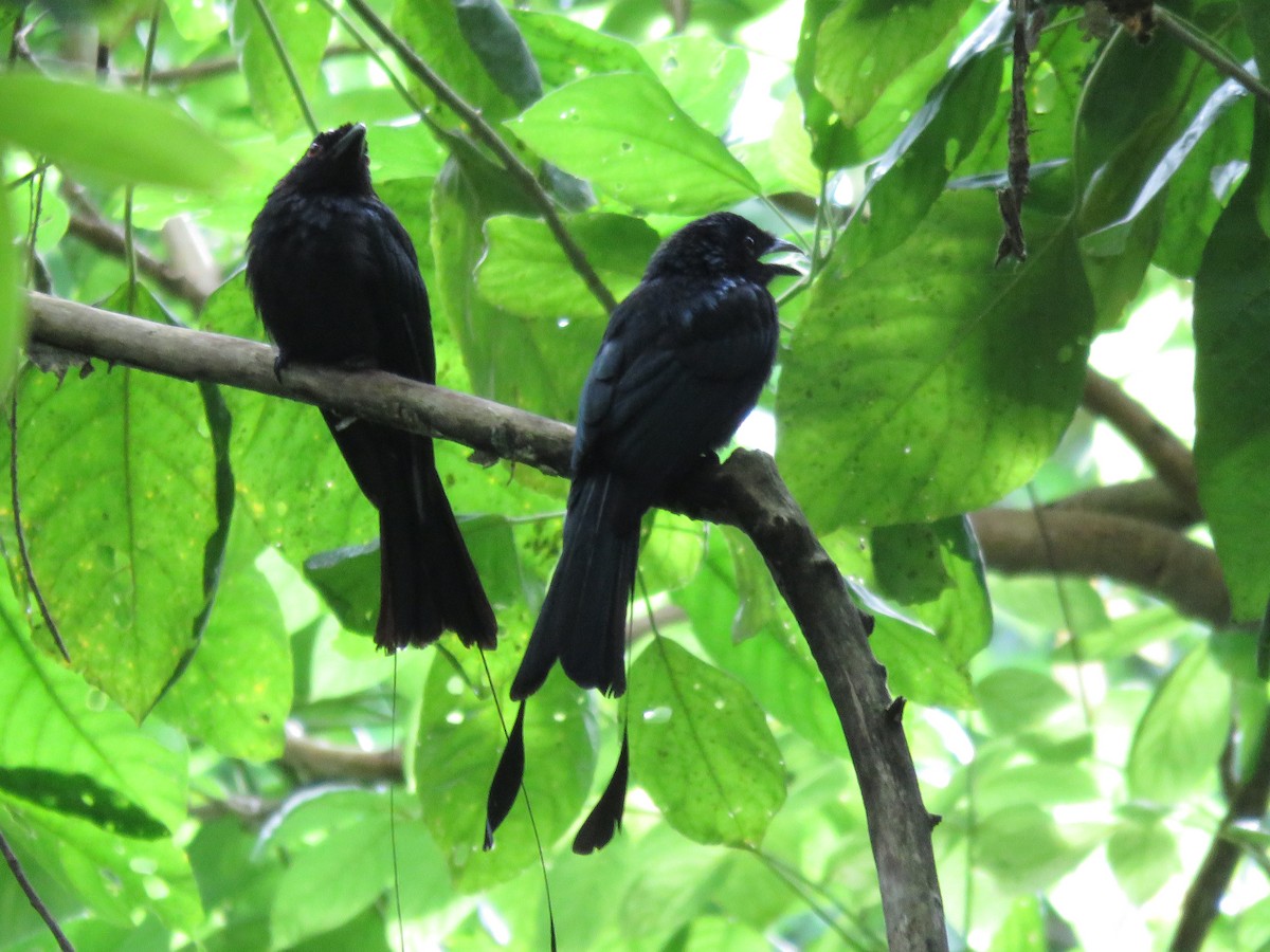 Greater Racket-tailed Drongo - ML462388651