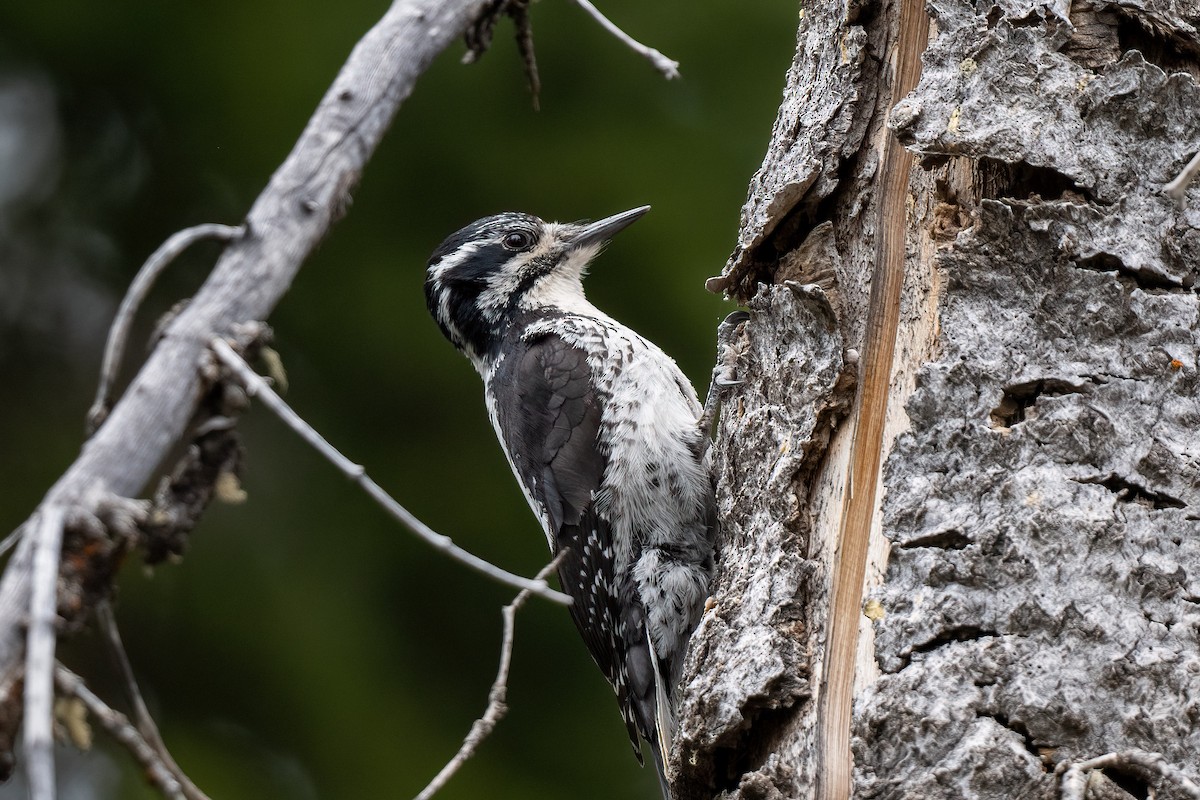American Three-toed Woodpecker (Rocky Mts.) - ML462393551