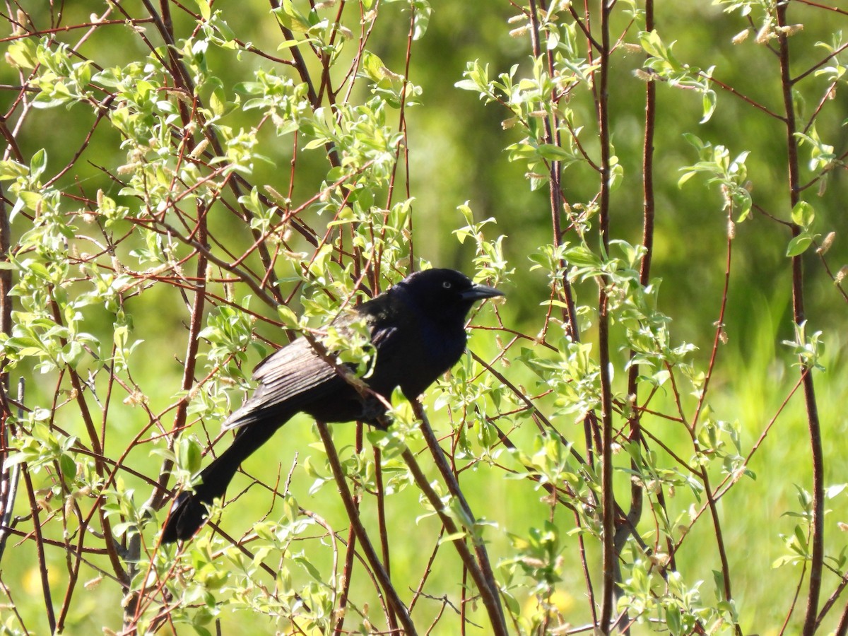 Common Grackle - Keith Riding