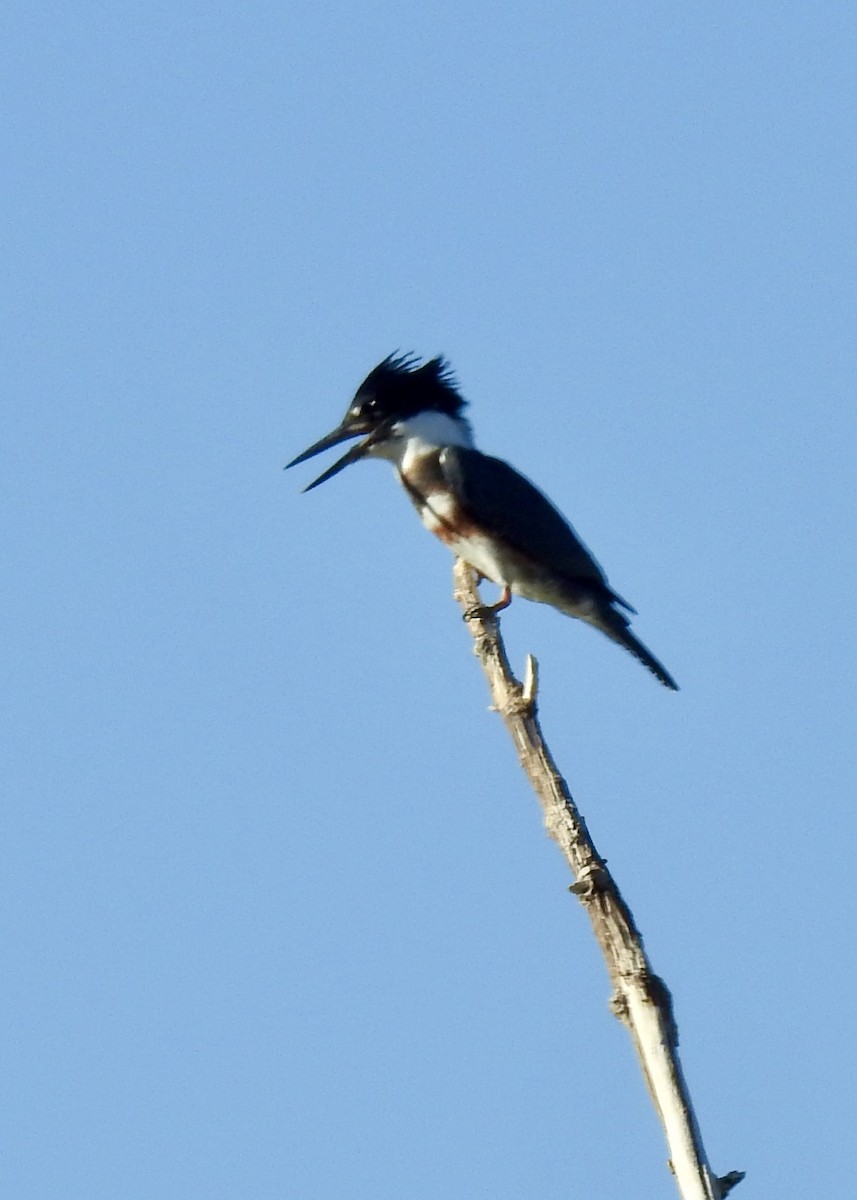 Belted Kingfisher - ML462412211